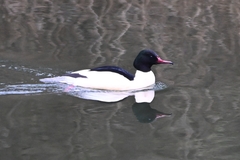 Mergus merganser merganser