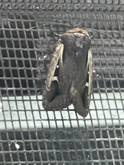 Proteuxoa tortisigna