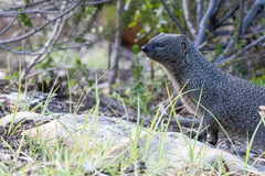 Herpestes pulverulentus