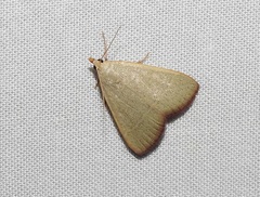 Hypsopygia albidalis