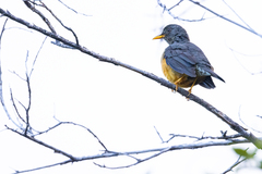 Turdus olivaceus olivaceus