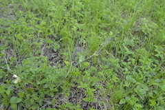 Lathyrus pannonicus collinus