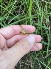 Tulbaghia acutiloba