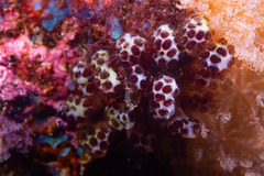 Pseudodistoma arborescens