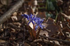 Scilla bifolia