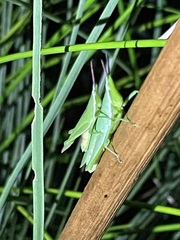 Atractomorpha similis