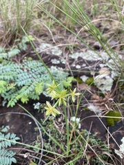 Cyperus semitrifidus