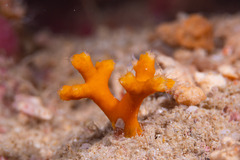 Sporadotrema