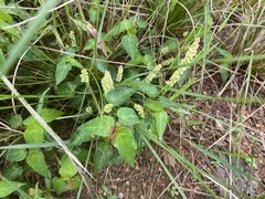 Acalypha villicaulis