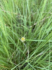 Cyperus erectus