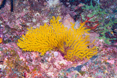 Villogorgia citrina