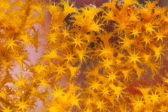 Villogorgia citrina