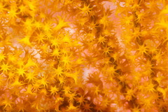 Villogorgia citrina