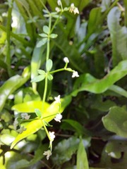 Galium australe