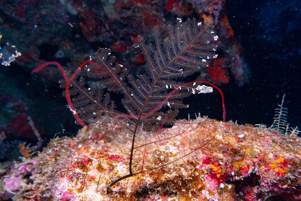 Plumularia habereri