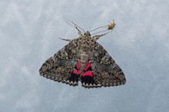 Catocala sponsa