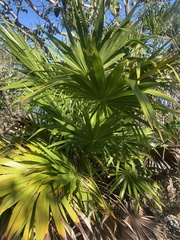 Thrinax radiata