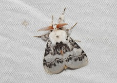 Iropoca rotundata
