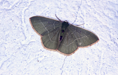 Nemoria rectilinea