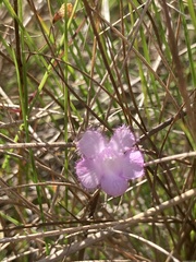 Agalinis maritima