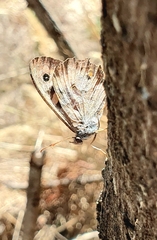 Heteronympha merope