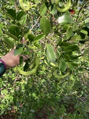 Pithecellobium keyense