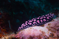 Phyllidiella