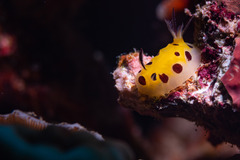 Halgerda brunneomaculata