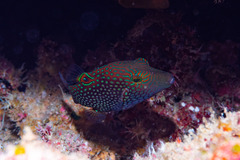 Canthigaster janthinoptera