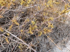 Salsola arbuscula