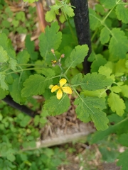 Chelidonium majus