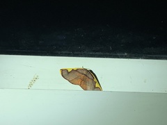 Nothomiza flavicosta