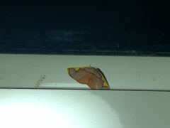 Nothomiza flavicosta