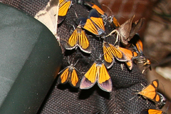 Dioptinae
