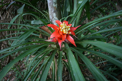 Guzmania