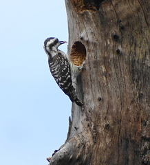 Yungipicus moluccensis