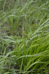 Melica picta