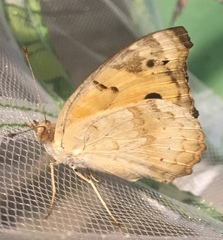 Junonia hierta hierta