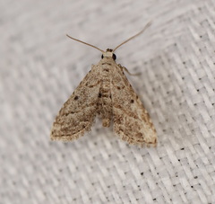 Araeopteron canescens