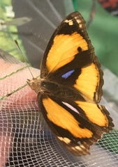 Junonia hierta hierta
