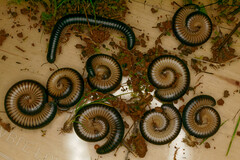 Pachyiulus flavipes