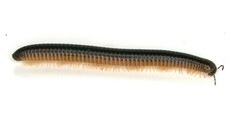 Pachyiulus flavipes
