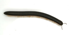 Pachyiulus flavipes