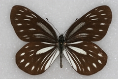 Aporia agathon phryxe