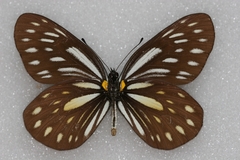 Aporia agathon phryxe