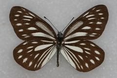 Aporia agathon phryxe