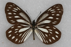 Aporia agathon phryxe