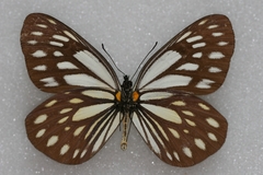 Aporia agathon phryxe