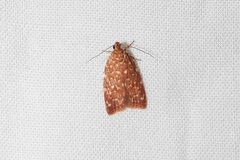 Syringoseca rhodoxantha