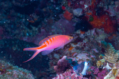 Pyronotanthias lori